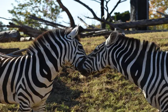 Casino Hot Line Kundeservice